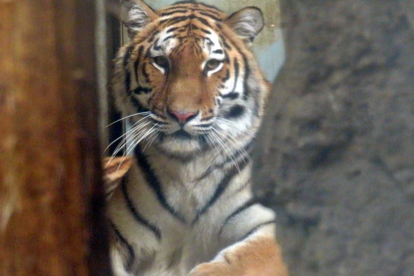 „Tamika“ lautet der Name des neuen Amurtigerweibchen in der Zoom Erlebniswelt.