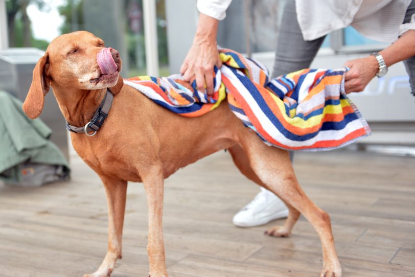 In Wanne-Eickel gibt es die witzigste Einseif-Station für Hunde: im Bild: Hündin Luna, die die Waschanlage ausprobiert hat.