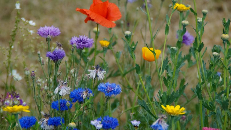 Das Zwar-Netzwerk verschenkt Blumen.
