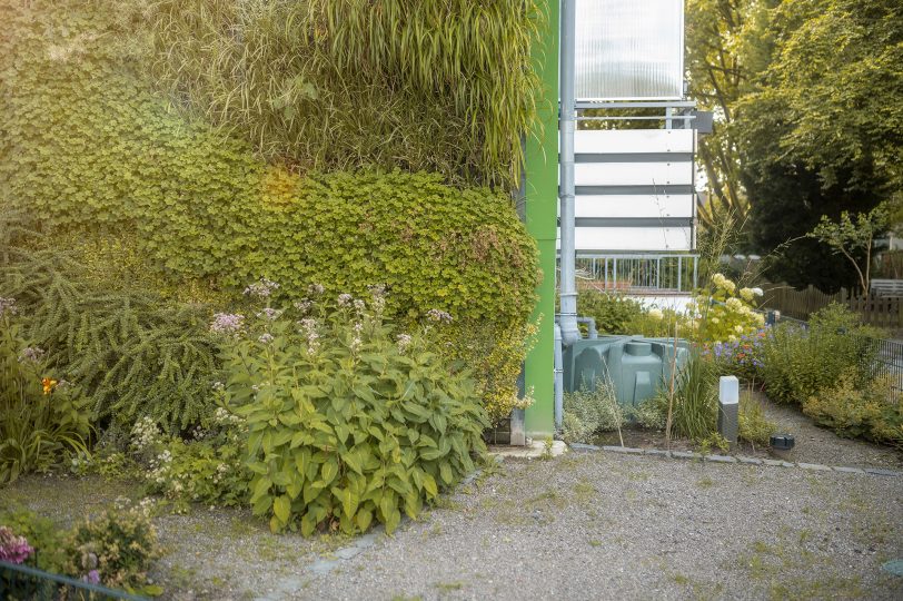 Bepflanzte Hauswand.