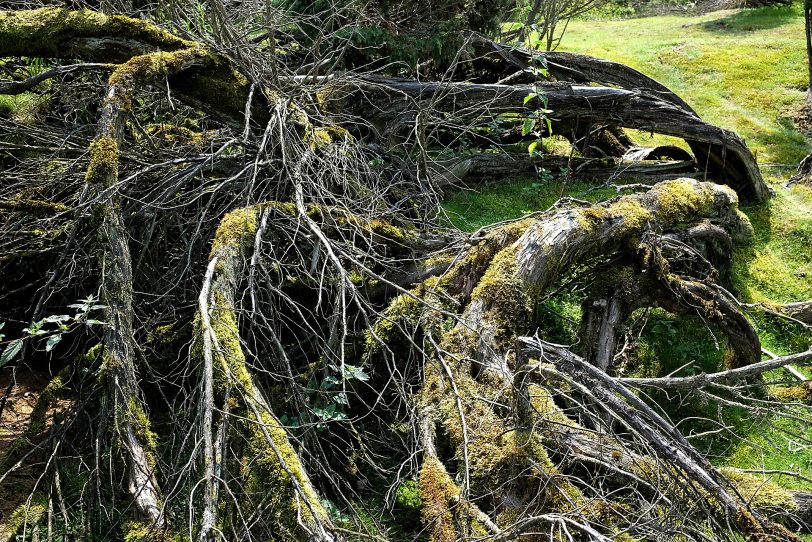 Naturschutzgebiet Westruper Heide