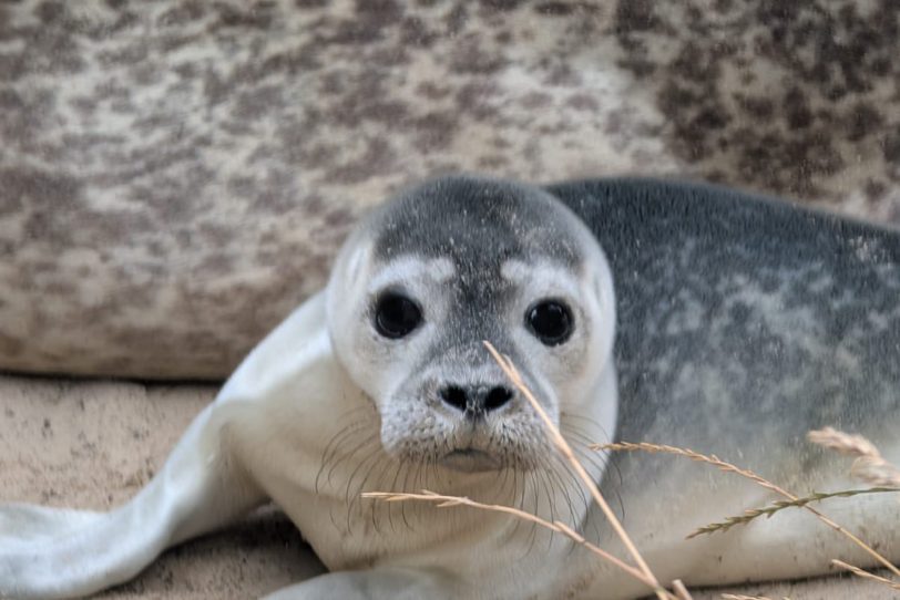 Es gibt Seehundnachwuchs im Tierpark Bochum
