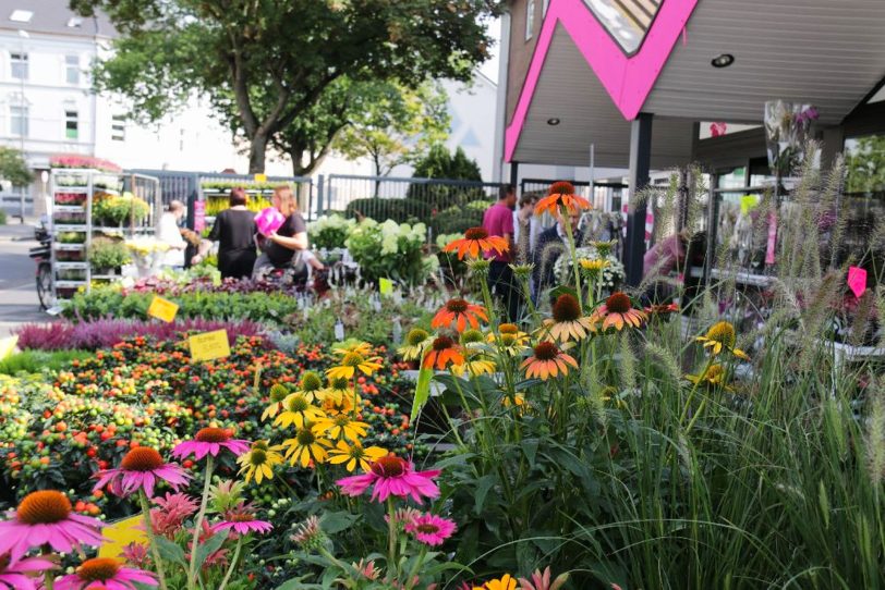 Die Blumen vor dem Geschäft an der Claudiusstraße.