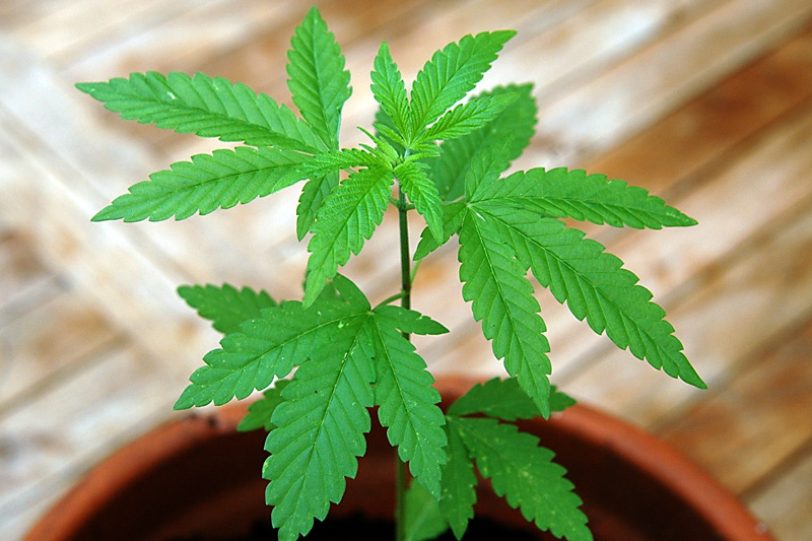 Cannabis Pflanze (Symbilfoto).