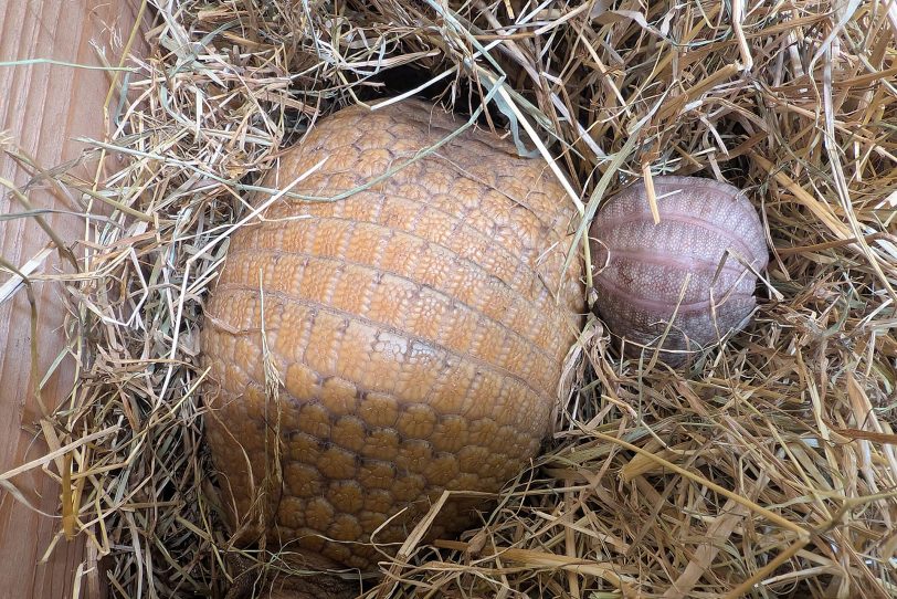 Etwas größer als ein Tischtennisball: Der Nachwuchs neben seiner Mutter Minerva.