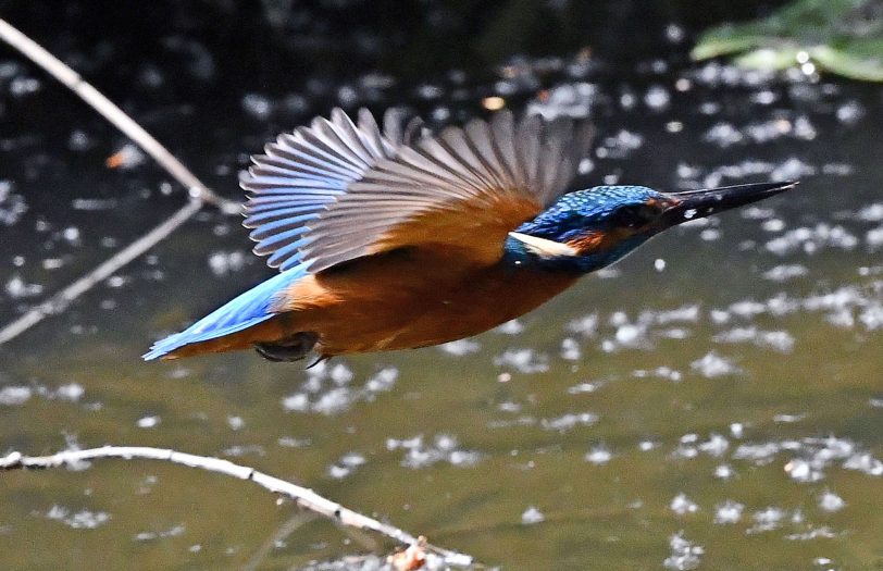 Der Eisvogel ist unter die Top Ten gelandet.