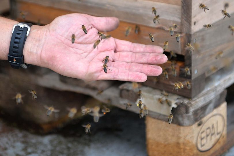 Bienen-Biotop auf dem Eickel Center.