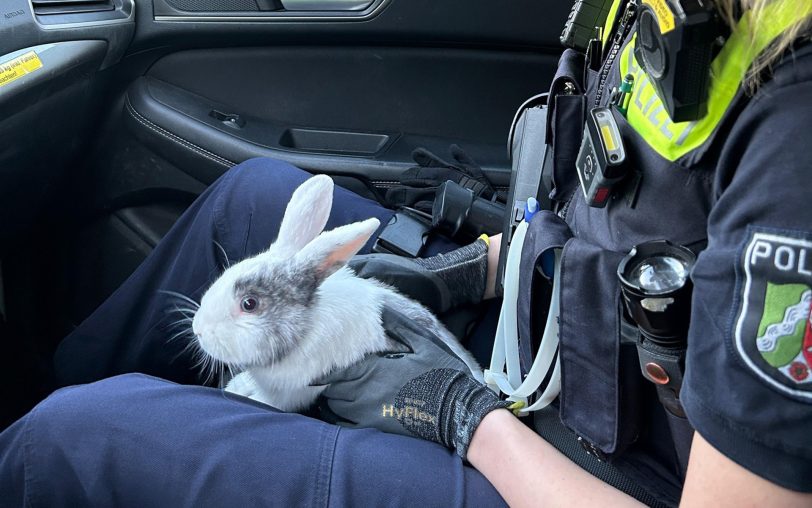 Die Polizei rettete an der Straße Im Uhlenbruch in Sodingen ein ausgebüxtes Kaninchen.