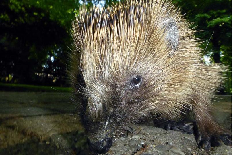 Ein Igel im Schlosspark .(Archiv)