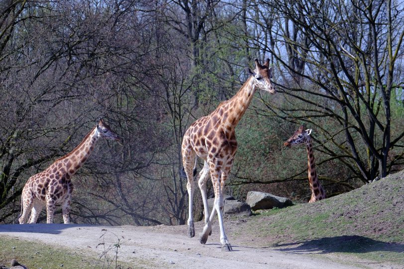Tierwelt in der Zoom Erlebnis-Welt.