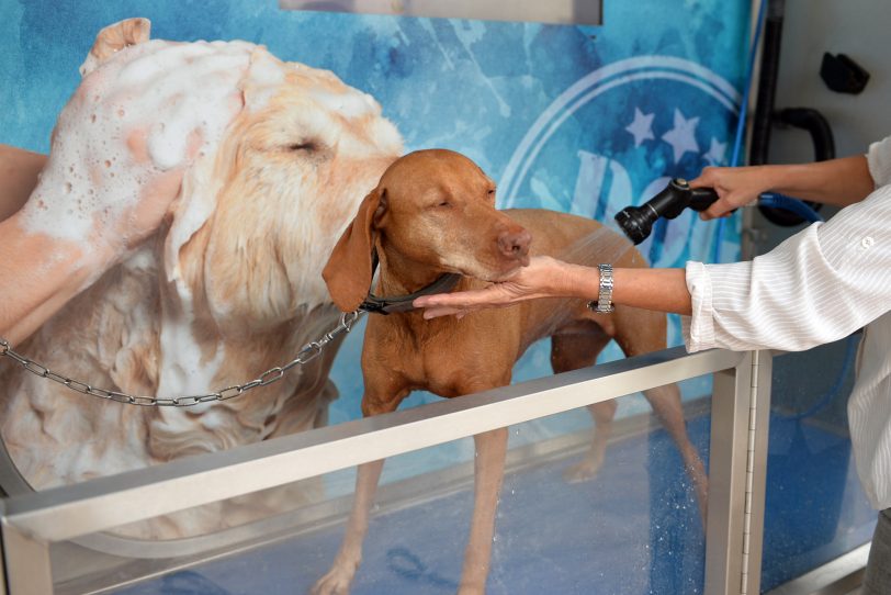 In Wanne-Eickel gibt es die witzigste Einseif-Station für Hunde: im Bild: Magyar Vizsla Hündin Luna wird in der Waschanlage abgebraust.