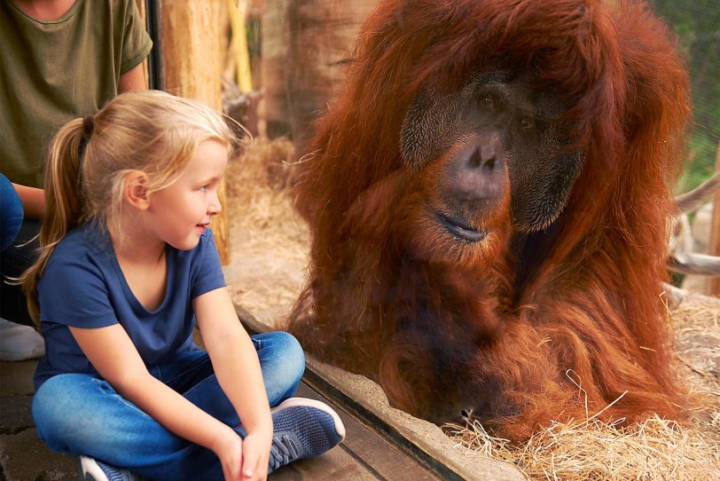 Zoom Erlebniswelt – Orang Utan.