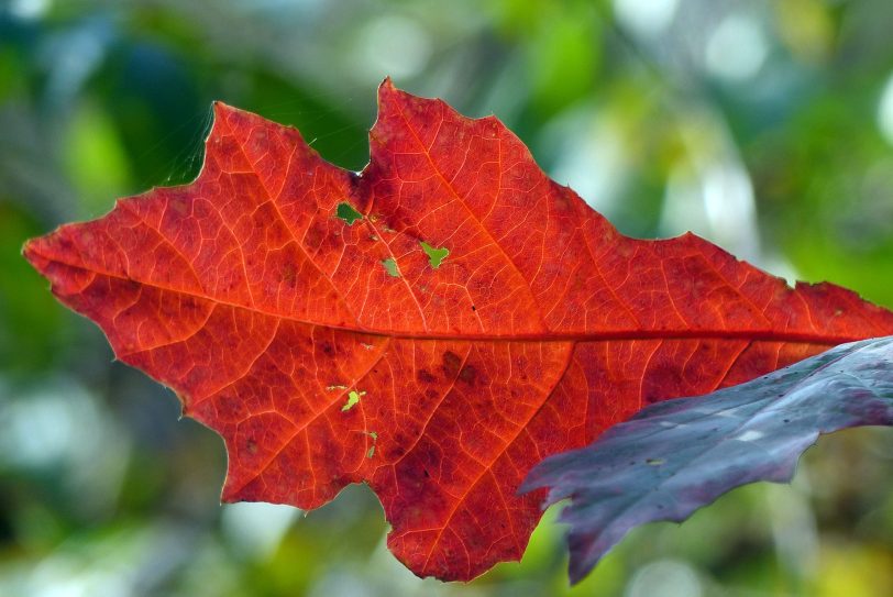 Herbstlaub.
