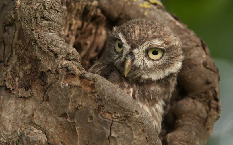 Der Bildervortrag von Norbert Kilimann zeigt Tiere in der Großstadt, zum Beispiel auch Eulen.