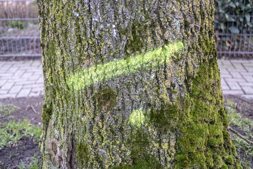 Baum vor der Fällung. (Symbolbild)