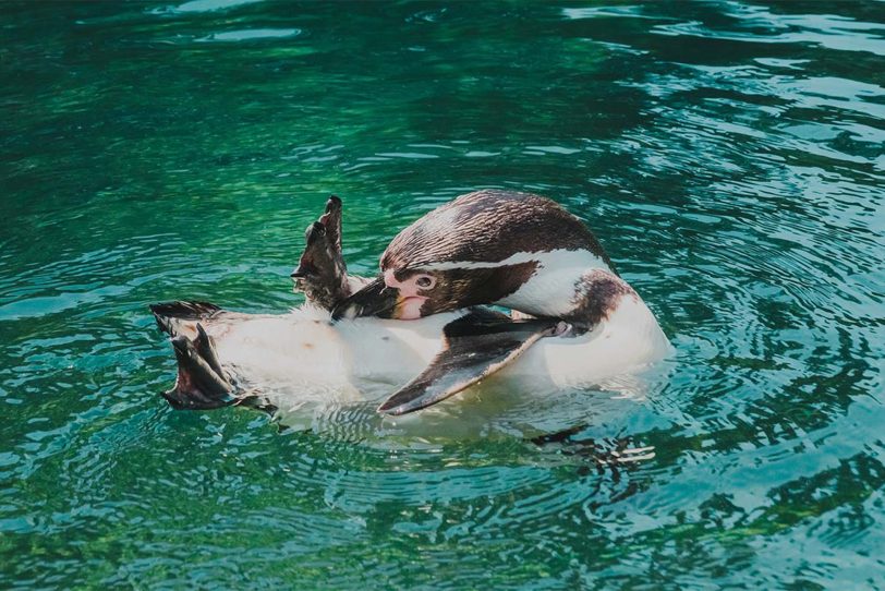 Der Humboldt-Pinguin fühlt sich pudelwohl im Wasser.