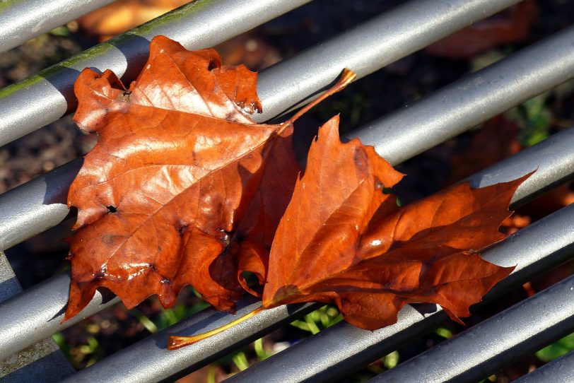 Herbstlaub.