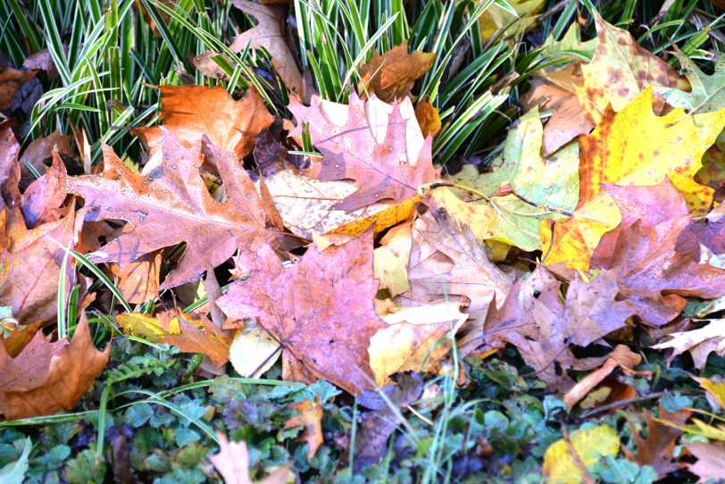 Der goldenen Herbst lädt nicht nur zum Spaziergang ein.