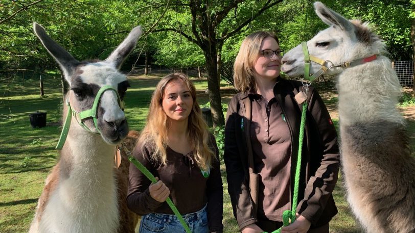 Die Lamas Max (li.) und Moritz von Daniels kleiner Farm sind bei Wartesaal.TV zu Gast.