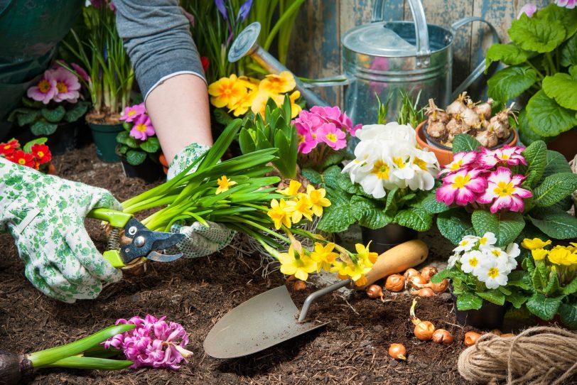 Tetanus – die Gefahr die im Garten lauert. Die Tetanus-Impfung bzw. die Auffrischung alle zehn Jahre sind ein absolutes Muss für jeden Hobbygärtner.